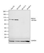 PROX1 Antibody in Western Blot (WB)