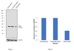 CDK9 Antibody