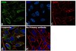 LDHA Antibody in Immunocytochemistry (ICC/IF)