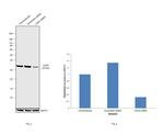 LDHA Antibody