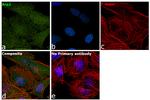 Arp2 Antibody in Immunocytochemistry (ICC/IF)