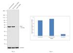 Arp2 Antibody in Western Blot (WB)