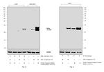 TNF alpha Antibody in Western Blot (WB)