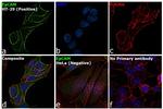 EpCAM Antibody in Immunocytochemistry (ICC/IF)