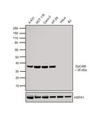 EpCAM Antibody in Western Blot (WB)