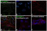 GFR alpha-1 Antibody in Immunocytochemistry (ICC/IF)