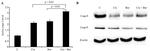 Caspase 9 Antibody in Western Blot (WB)