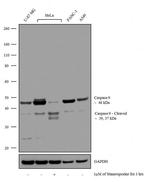 Caspase 9 Antibody in Western Blot (WB)