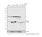 MyD88 Antibody in Western Blot (WB)