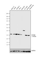 MyD88 Antibody in Western Blot (WB)