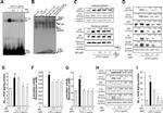 Amyloid Precursor Protein Antibody in Western Blot (WB)