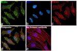 Acinus Antibody in Immunocytochemistry (ICC/IF)