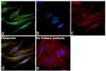 AIF Antibody in Immunocytochemistry (ICC/IF)