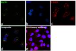 BACE1 Antibody in Immunocytochemistry (ICC/IF)