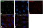 DIABLO Antibody in Immunocytochemistry (ICC/IF)