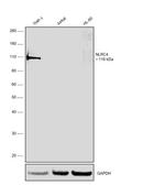 NLRC4 Antibody in Western Blot (WB)