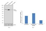 NLRC4 Antibody