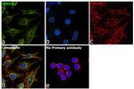 IRAK4 Antibody in Immunocytochemistry (ICC/IF)