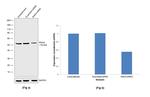 IRAK4 Antibody in Western Blot (WB)