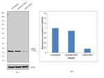 UBC13 Antibody in Western Blot (WB)