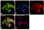 IRF3 Antibody in Immunocytochemistry (ICC/IF)