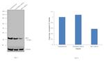 IRF3 Antibody