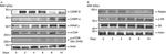 mTOR Antibody in Western Blot (WB)