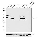 CRMP1 Antibody in Western Blot (WB)