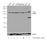 TLR3 Antibody in Western Blot (WB)