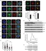 TLR9 Antibody in Western Blot, Immunocytochemistry (WB, ICC/IF)