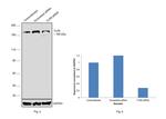 TLR9 Antibody in Western Blot (WB)