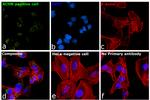 TIM-1 Antibody in Immunocytochemistry (ICC/IF)