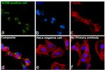 TIM-1 Antibody in Immunocytochemistry (ICC/IF)