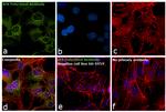 BIK Antibody