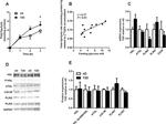 TIP47 Antibody in Western Blot (WB)