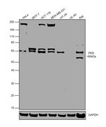 PKR Antibody in Western Blot (WB)