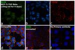 SLUG Antibody in Immunocytochemistry (ICC/IF)