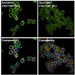 CD273 (B7-DC) Antibody