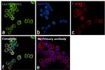 CD273 (B7-DC) Antibody in Immunocytochemistry (ICC/IF)