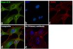 Nogo-A Antibody in Immunocytochemistry (ICC/IF)