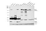 Nogo-A Antibody in Western Blot (WB)