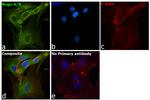 Nogo-A Antibody in Immunocytochemistry (ICC/IF)