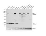 Nogo-A Antibody in Western Blot (WB)