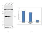 Bub3 Antibody in Western Blot (WB)