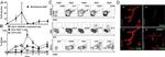 IFN beta Antibody in Flow Cytometry (Flow)