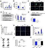 IFN beta Antibody in Immunocytochemistry (ICC/IF)