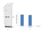 TDP-43 Antibody in Western Blot (WB)