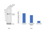 ATG16L1 Antibody in Western Blot (WB)