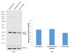 DDIT4 Antibody in Western Blot (WB)