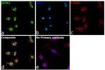 SATB1 Antibody in Immunocytochemistry (ICC/IF)